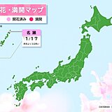 南から春の気配　鹿児島県・名瀬でヒカンザクラ　沖縄県・石垣島でハクバイ開花