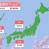 神戸や宮崎などでウメが開花　今季は平年より早い開花が多い