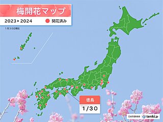 徳島で梅が開花　平年より1週間早い