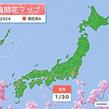 徳島で梅が開花　平年より1週間早い