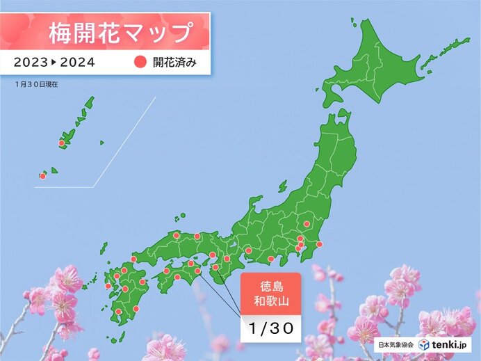徳島・和歌山で梅が開花