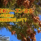 東京都心　スギ花粉の飛散開始が迫る　「花粉の飛散開始日」とは?