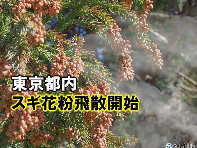 東京都内でスギ花粉が飛散開始 昨年より1日早く 過去10年平均より6日早い 気象予報士 日直主任 2024年02月13日 日本気象協会 Tenki Jp