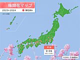 甲府でウメが開花　平年より8日早く昨年より1日早い