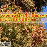 強風で花粉大量飛散か　都内でスギの飛散量急増　明日29日も雨が降る前は要注意