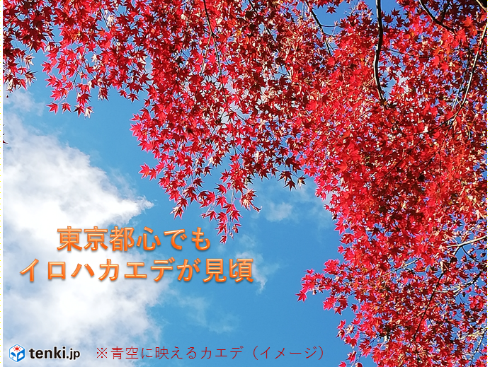 晩秋の東京で見頃　カエデの紅葉