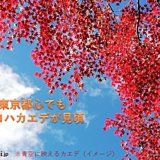 晩秋の東京で見頃　カエデの紅葉