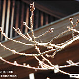 東京・靖国神社　桜の標本木の様子　気温急上昇で桜の開花は早まるか