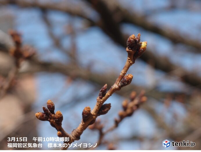 九州　週末にかけて20℃超え続出　桜の季節はまもなく