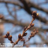 九州　週末にかけて20℃超え続出　桜の季節はまもなく