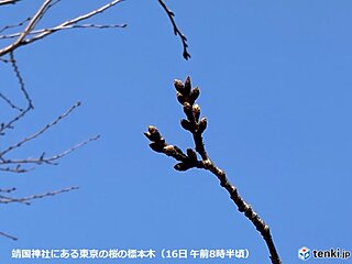 東京都心の桜　つぼみが黄緑色に　明日ポカポカ続くも　来週また寒さ戻る　開花いつ?
