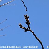 東京都心の桜　つぼみが黄緑色に　明日ポカポカ続くも　来週また寒さ戻る　開花いつ?