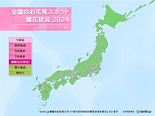 桜の見頃とお花見日和はいつ　お花見スポットの桜開花状況　ソメイヨシノも咲き始める