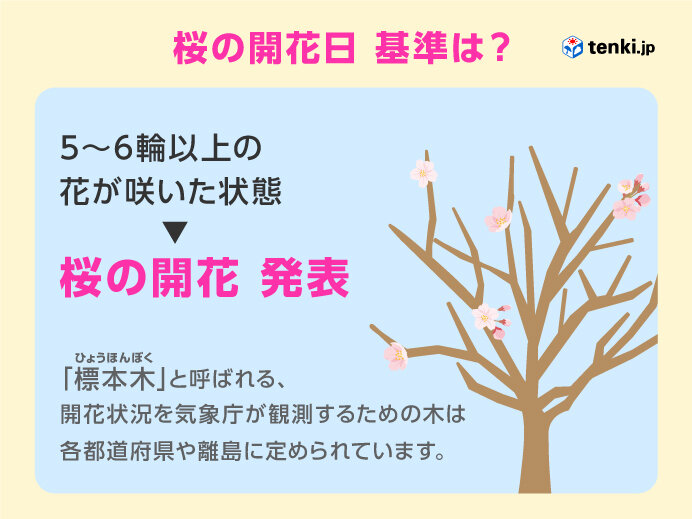 桜の開花日・満開日　基準は?