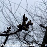 東京都心は冷たい雨　正午の気温6℃　明日以降も曇りや雨が続く　気温は高く桜開花へ