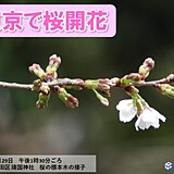 東京で桜開花　昨年より15日遅く　平年より5日遅い