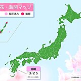 25日　宮崎で桜開花　平年より2日遅く　昨年より6日遅い