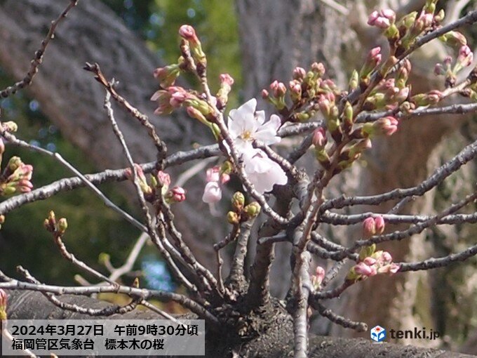 5日ぶりの晴天　各地でようやく桜もほころぶ暖かさへ