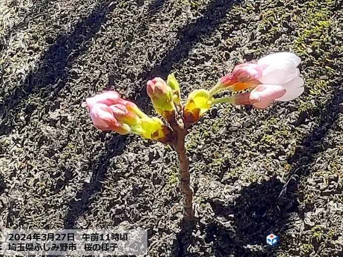 関東　やっと桜の蕾がちらほらとほころぶ