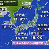 今日27日　ようやく桜の蕾がほころぶ暖かさ　土日はまるで初夏　一気に桜咲き進む