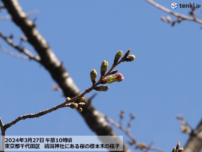 今日27日　東京・靖国神社の桜は?
