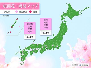 東京・甲府・西日本各地で桜開花　この先も続々と開花の便りが届きそう