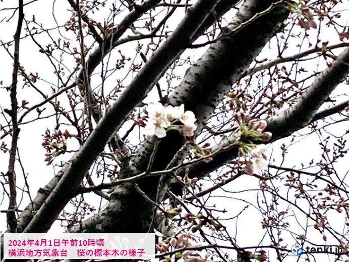 横浜・福井で桜開花