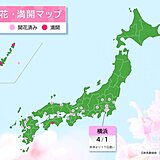 4月1日　横浜で桜開花　昨年より2週間以上遅く
