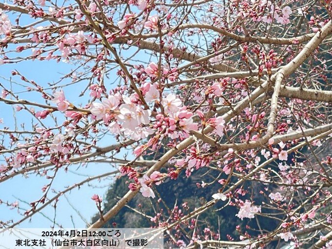 仙台でソメイヨシノ開花　桜前線が東北入り