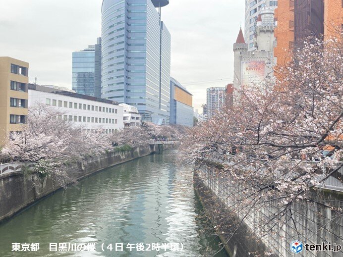 昨日は東京や岐阜で桜満開