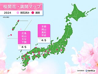 京都・広島・松山などで桜が満開　各地から満開の便り続々と