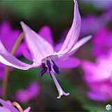 北陸　春の妖精　優美で可憐な薄紫の花を咲かせる