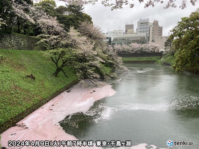 東京の桜終盤へ　花吹雪や花筏(はないかだ)に