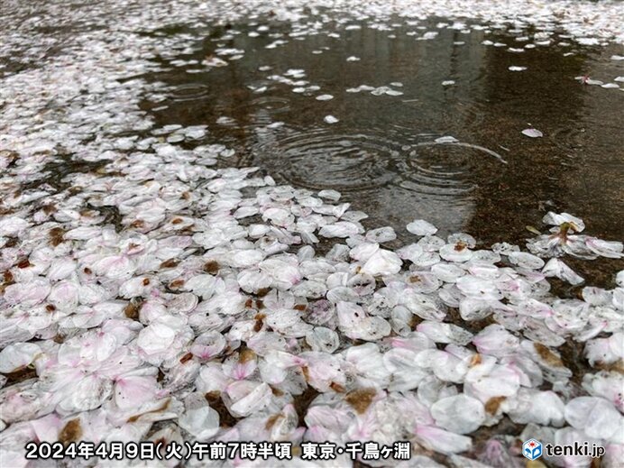 東京　桜の絨毯へ