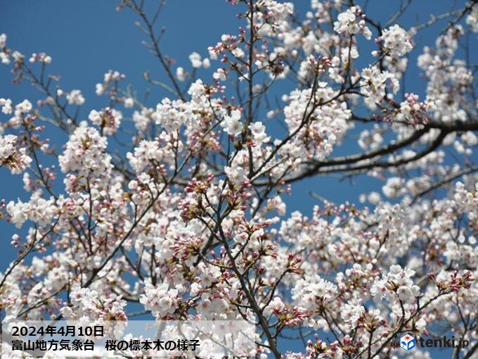 富山　今日10日に桜満開