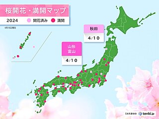 今日10日は富山と山形で桜満開　秋田で桜開花　北陸や東北でも桜見頃エリア広がる