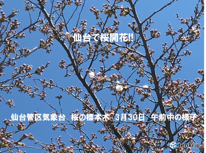 仙台で桜開花 観測史上2番目の早さ