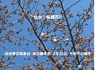 仙台で桜開花 観測史上2番目の早さ