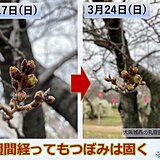 今年の桜　予想より開花が遅れた理由は?　休眠打破と3月の低温が影響大きく