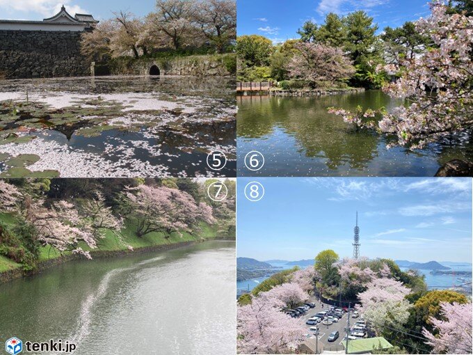 今日13日　長野で桜満開発表　明日もお花見日和_画像