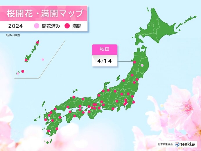 秋田で桜が満開　青森県の弘前公園でも桜開花　桜前線は4月下旬には北海道へ