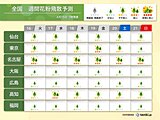 ヒノキ花粉　広範囲でピーク越すも　黄砂による症状悪化に注意　まだ「多い」所も