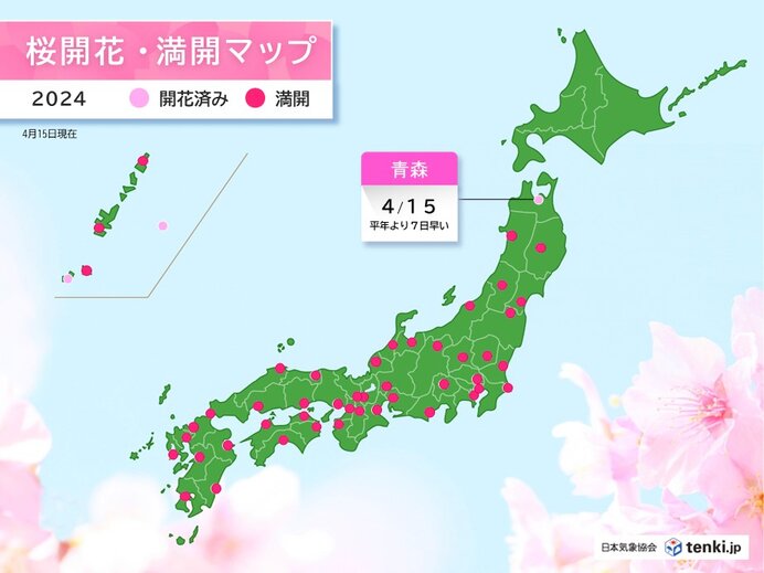 青森で桜が開花　季節外れの陽気で平年より7日早く　来週は桜前線が北海道へ