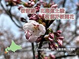 北海道　松前で桜開花　史上2番目に早い開花に