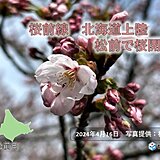 北海道　松前で桜開花　史上2番目に早い開花に