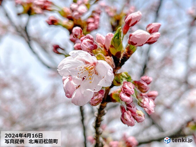 昨日16日　北海道松前町で桜が開花