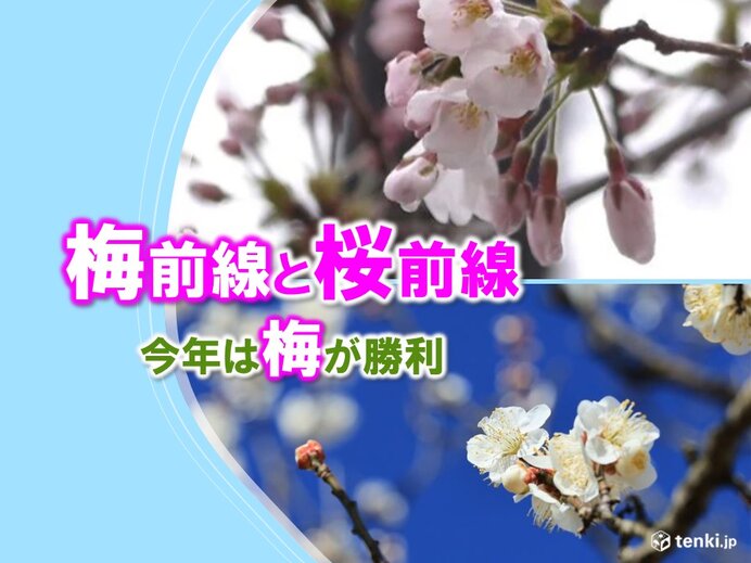 梅前線と桜前線　毎年繰り広げられる梅と桜のデッドヒート　今年は梅が逃げ切った