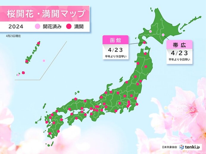 帯広で桜開花　函館で桜満開　ともに平年より9日早く　昨年より3日遅い