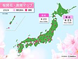 帯広で桜開花　函館で桜満開　ともに平年より9日早く　昨年より3日遅い