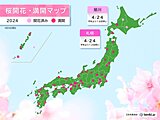 今日24日　旭川で桜開花　札幌で桜満開　札幌は統計開始以来2番目に早い満開に